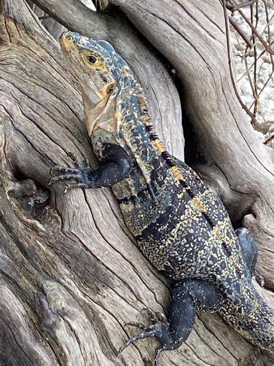 WhatsApp Image 2025-12-17 at 08.49.09